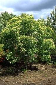 Arrowwood (25 per bundle)