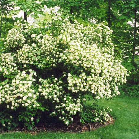 Arrowwood (25 per bundle) - Image 2