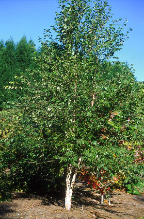 Birch, River (25 per bundle) - Image 3