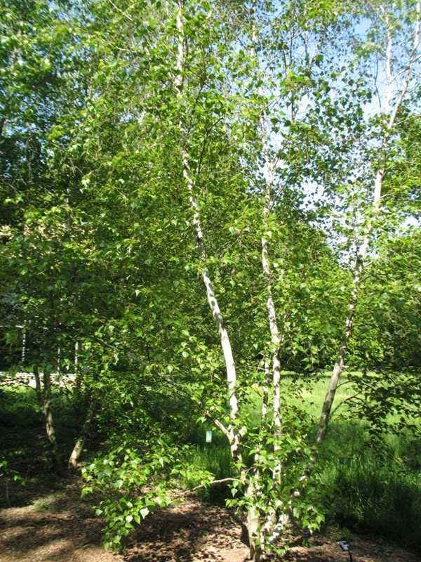 Birch, Whitespire (25 per bundle) - Image 3