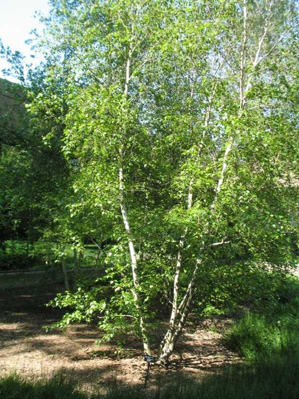 Birch, Whitespire (25 per bundle) - Image 4