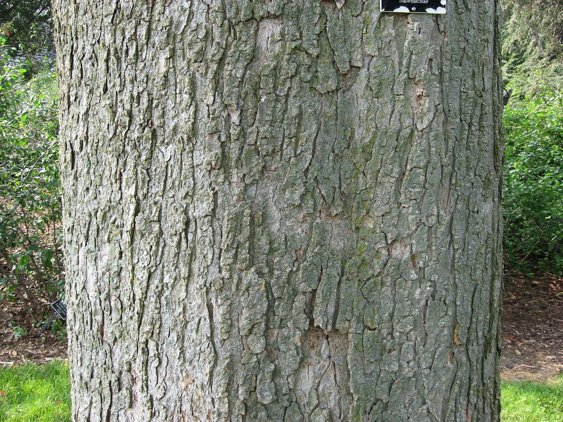 Buckeye, Ohio (25 per bundle) - Image 5