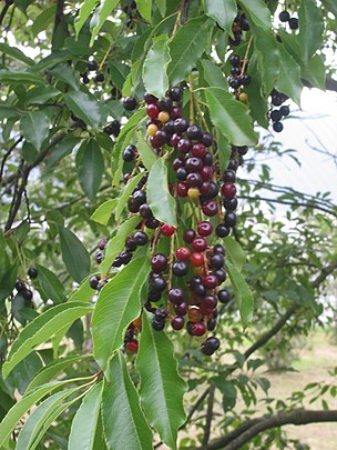 Cherry, Black (25 per bundle) - Image 3