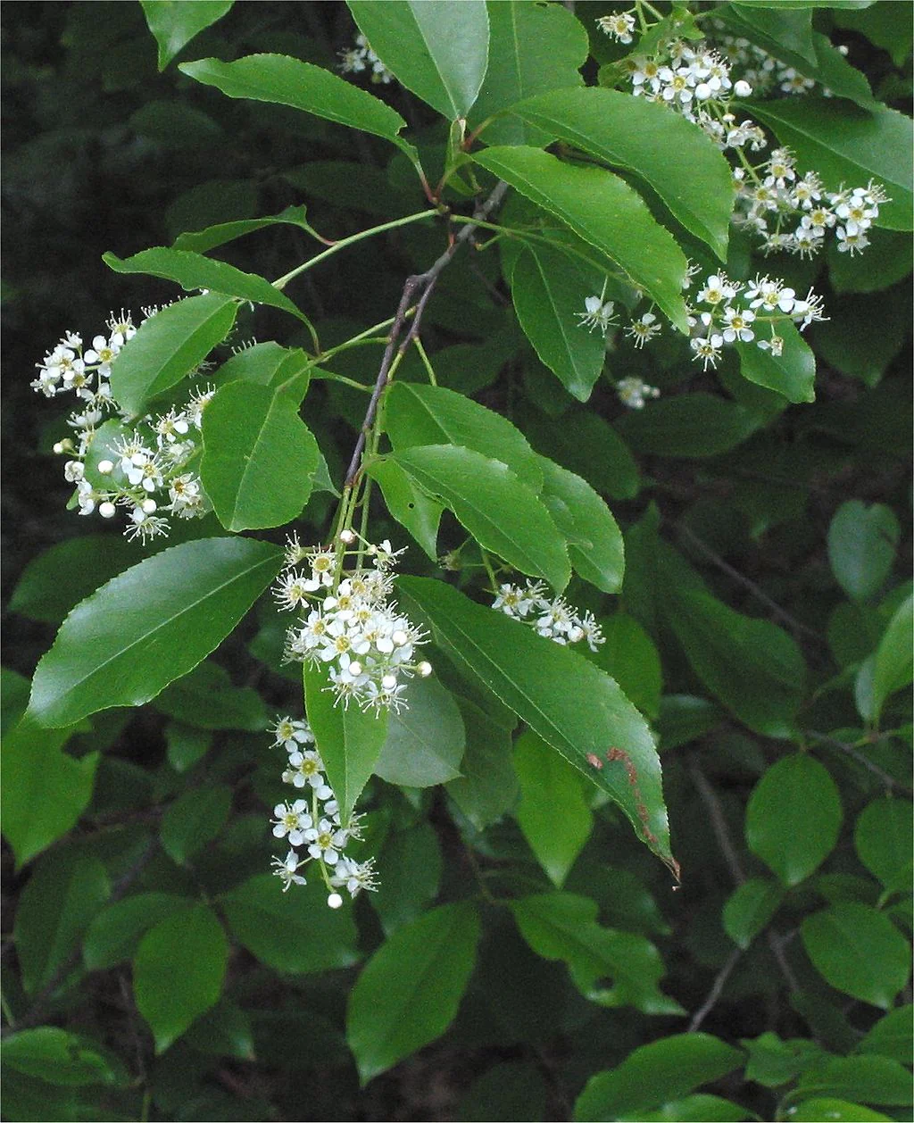 Cherry, Black (25 per bundle) - Image 4