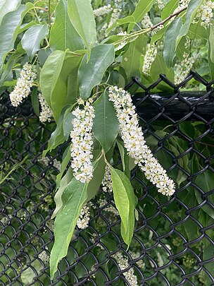 Cherry, Black (25 per bundle) - Image 7