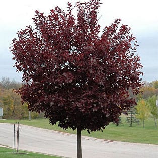 Cherry, Canada Red (bundles of 25) - Image 2