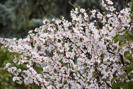 Cherry, Nanking (bundles of 25) - Image 3