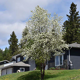 Deciduous Trees/Shrubs
