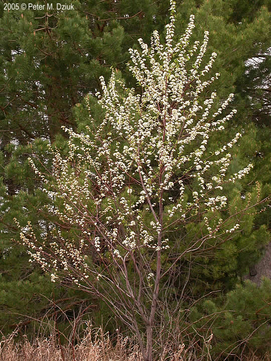 Cherry, Pin (bundles of 25) - Image 3