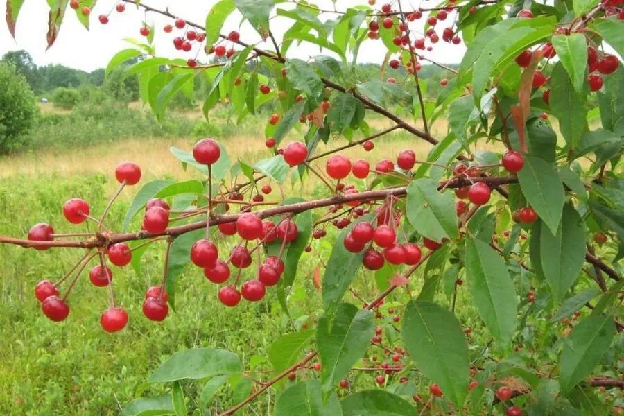 Cherry, Pin (bundles of 25) - Image 4