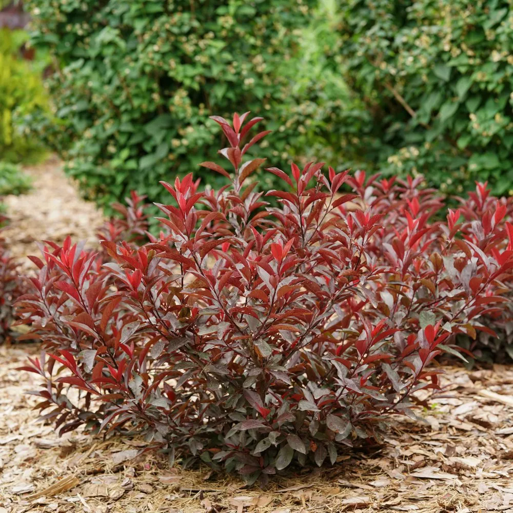 Cherry, Sand (bundles of 25) - Image 3