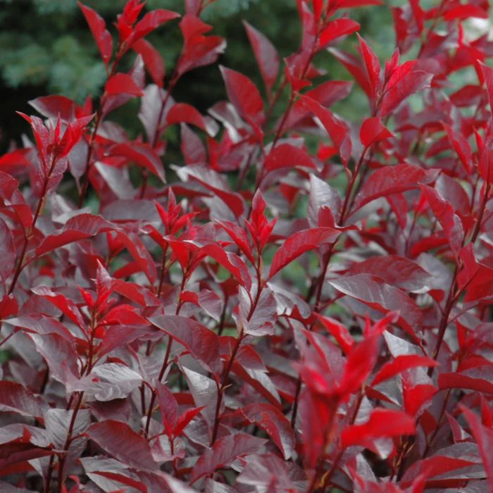 Cherry, Sand (bundles of 25) - Image 4