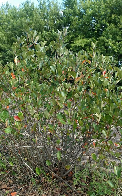 Chokeberry, Black (25 per bundle) - Image 3