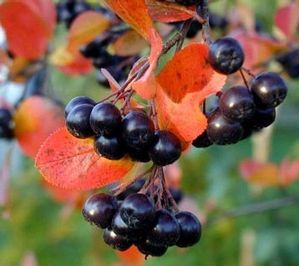 Chokeberry, Black (25 per bundle) - Image 4