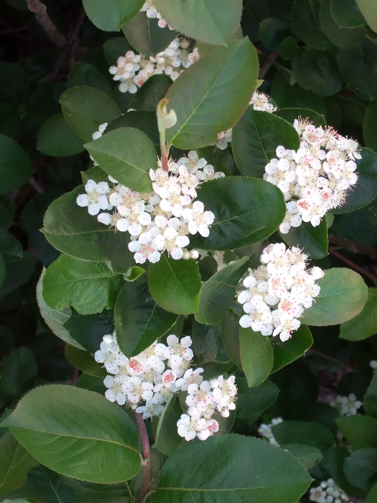 Chokeberry, Black (25 per bundle) - Image 5