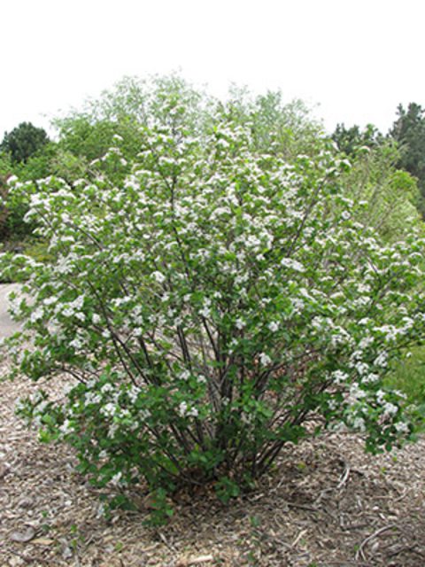 Chokeberry, Black (McKenzie) (25 per bundle) - Image 4