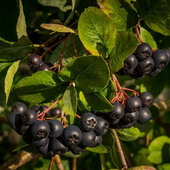 Chokeberry, Black (McKenzie) (25 per bundle) - Image 5