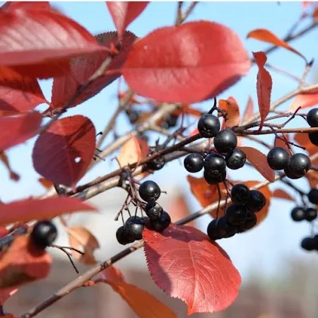 Chokeberry, Black (McKenzie) (25 per bundle) - Image 7