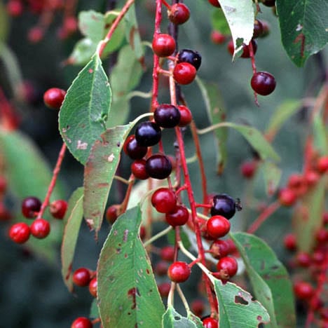 Chokecherry, Common  (25 per bundle) - Image 3