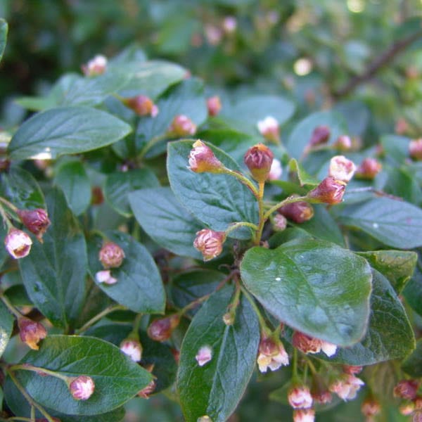 Cotoneaster, Acutifolia (25 per bundle) - Image 3