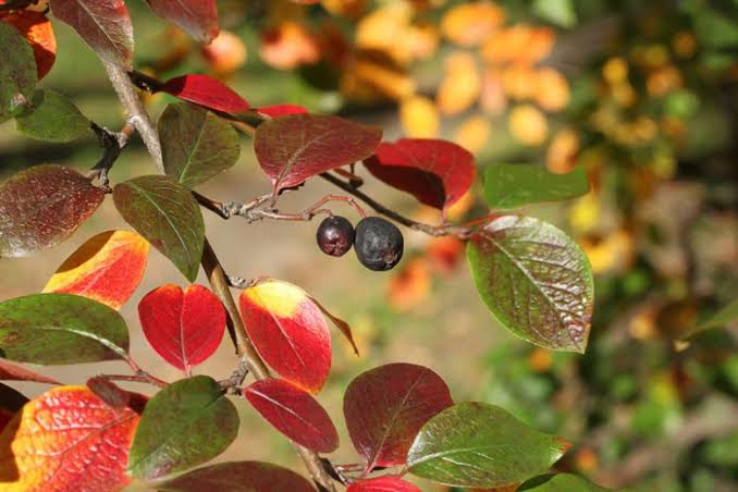 Cotoneaster, Lucidus (25 per bundle) - Image 3