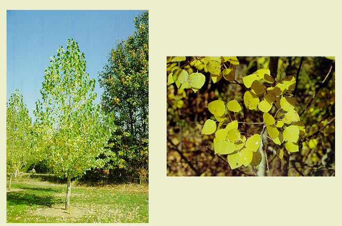 Cottonwood, Common (bundles of 25) - Image 3