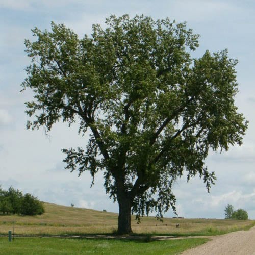 Cottonwood, Common (bundles of 25)