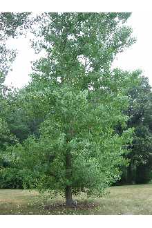 Cottonwood, Common (bundles of 25) - Image 2