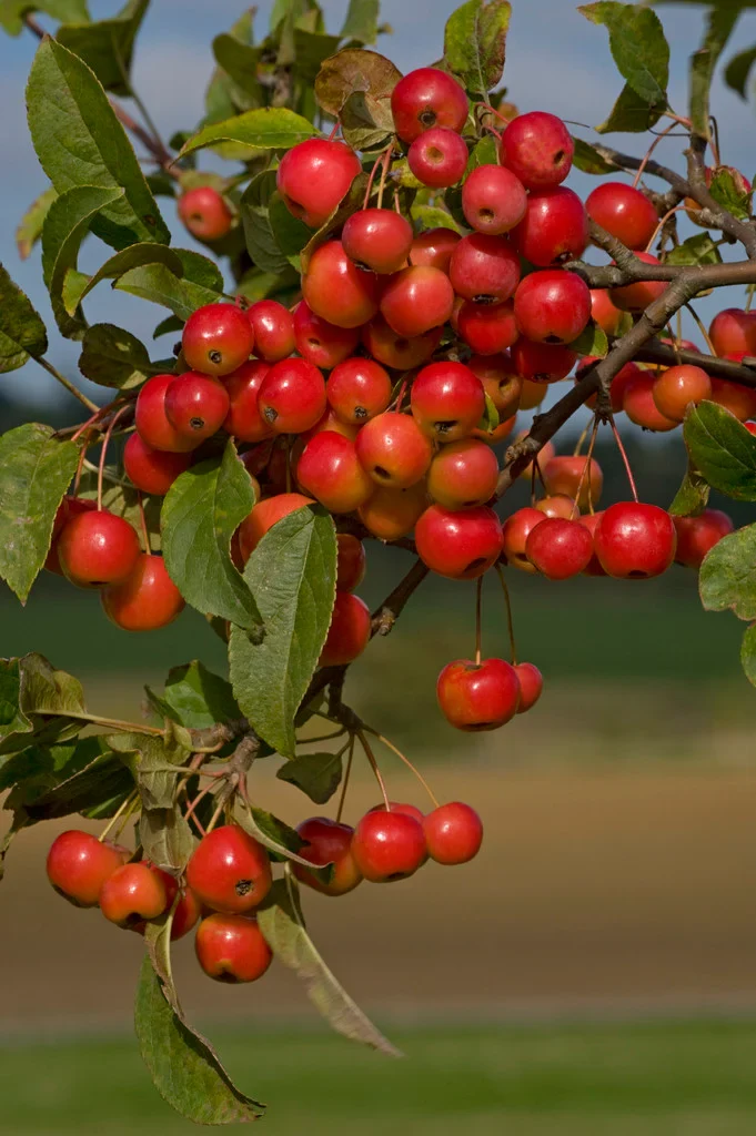 Crabapple, Midwest (25 per bundle) - Image 3