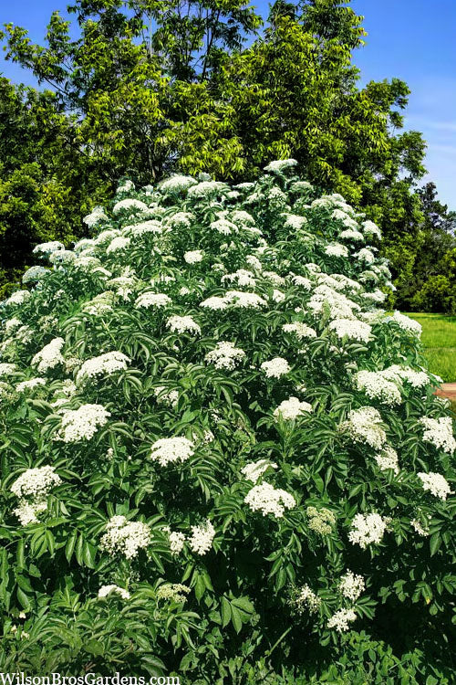 Elderberry (bundles of 25)