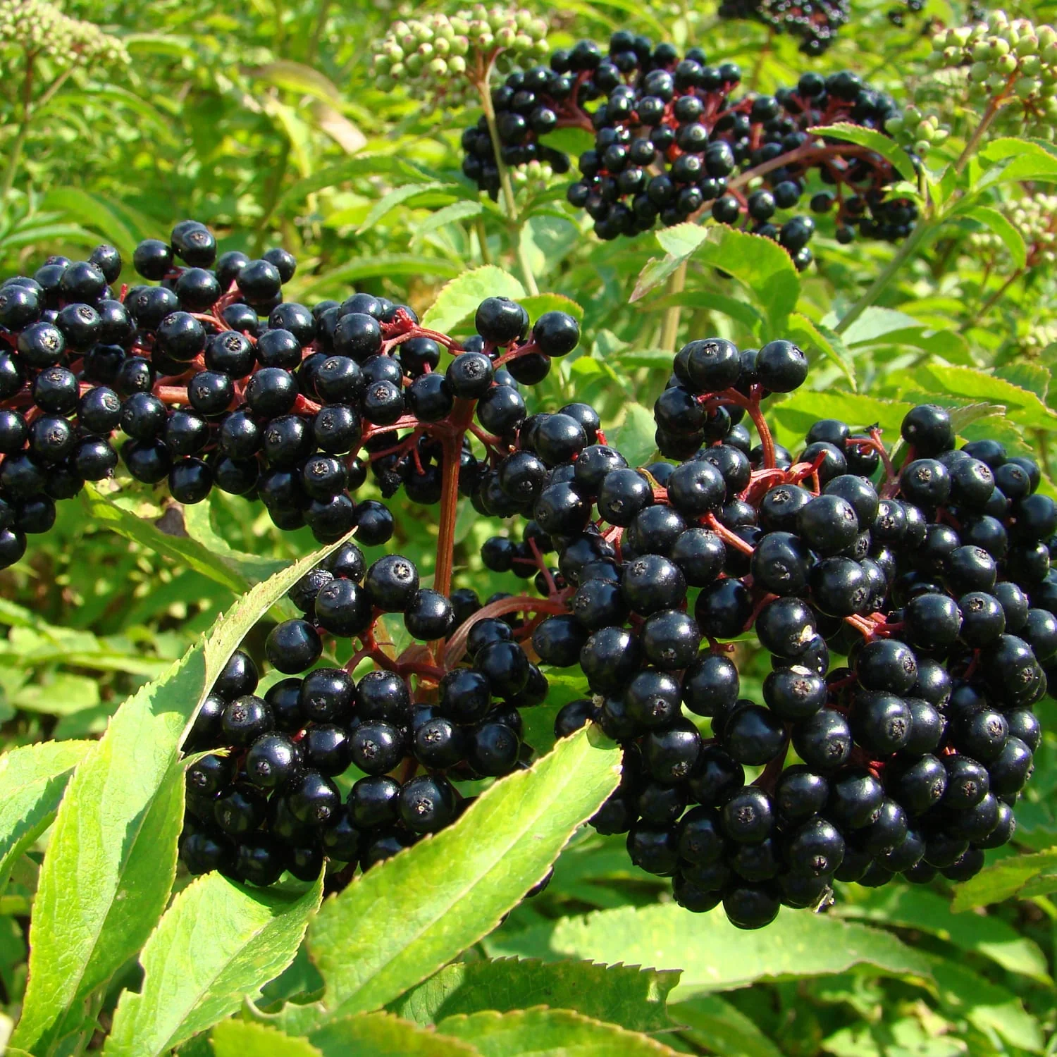 Elderberry (bundles of 25) - Image 2