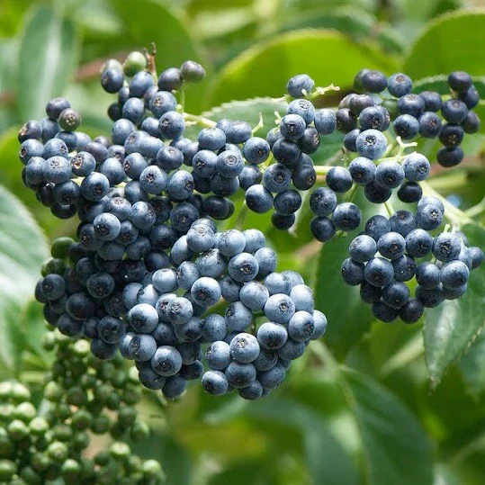 Elderberry (bundles of 25) - Image 3