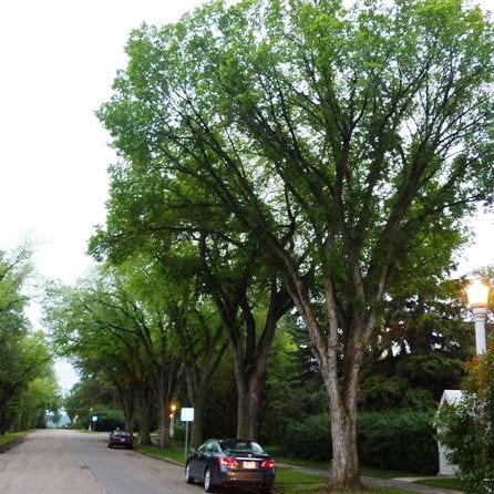 Elm, American "Princeton" (25 per bundle) - Image 3