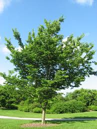 Hackberry (bundle of 25)