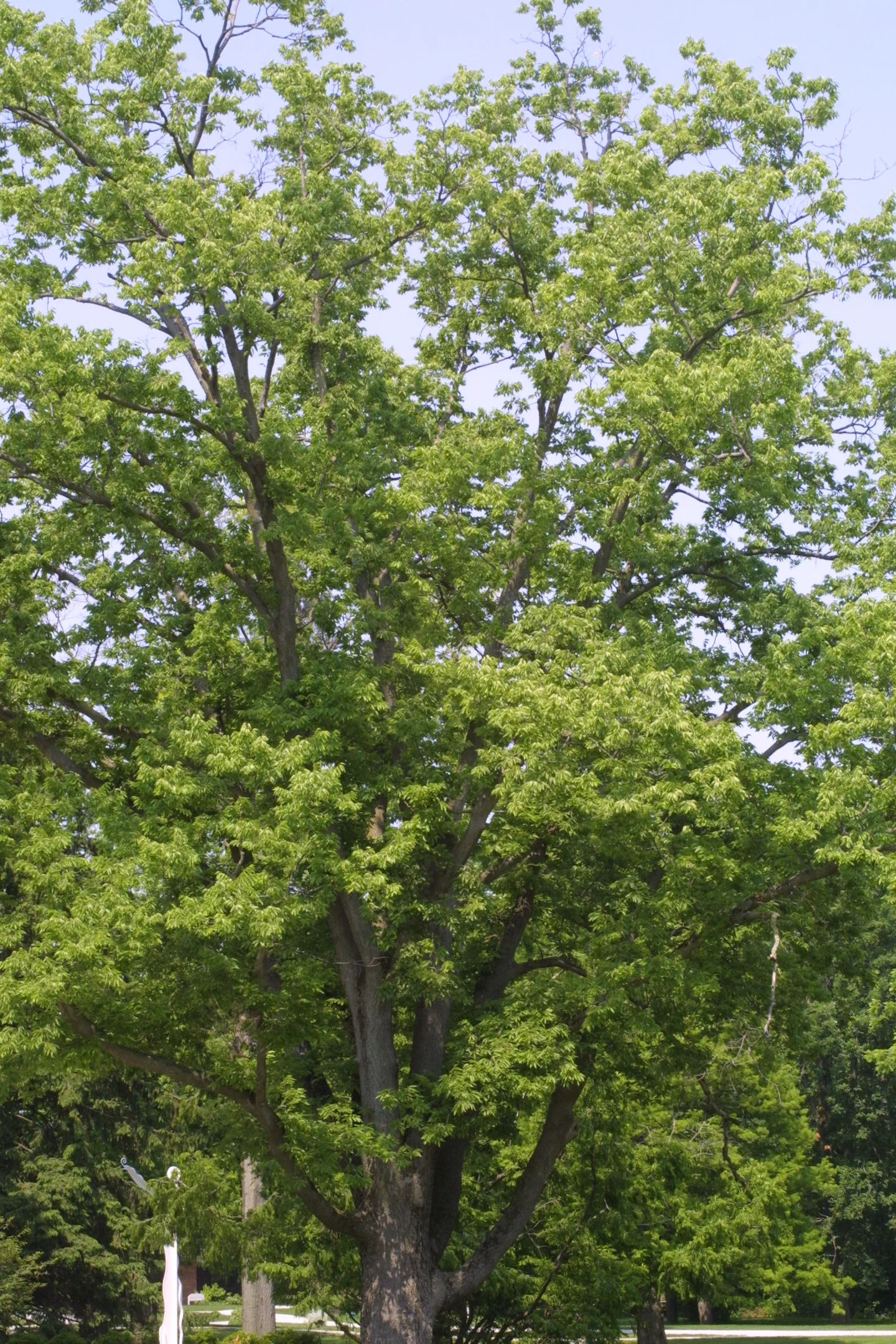 Hackberry (bundle of 25) - Image 2