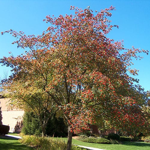 Hawthorn. Washington (bundles of 25)