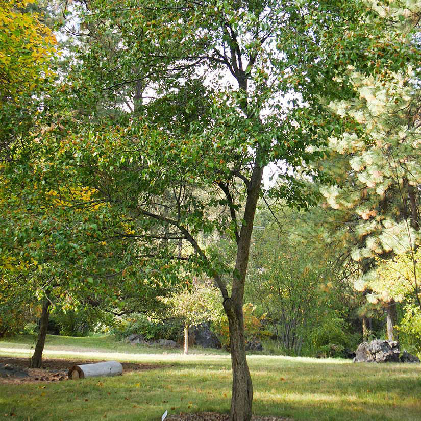 Hawthorn. Washington (bundles of 25) - Image 2