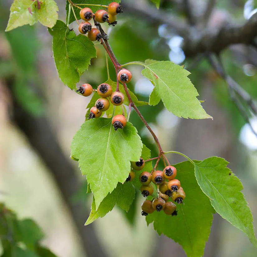 Hawthorn. Washington (bundles of 25) - Image 3