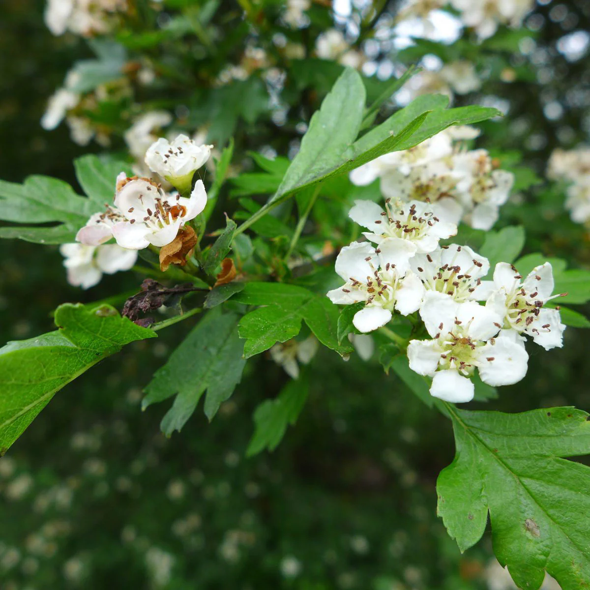 Hawthorn. Washington (bundles of 25) - Image 5