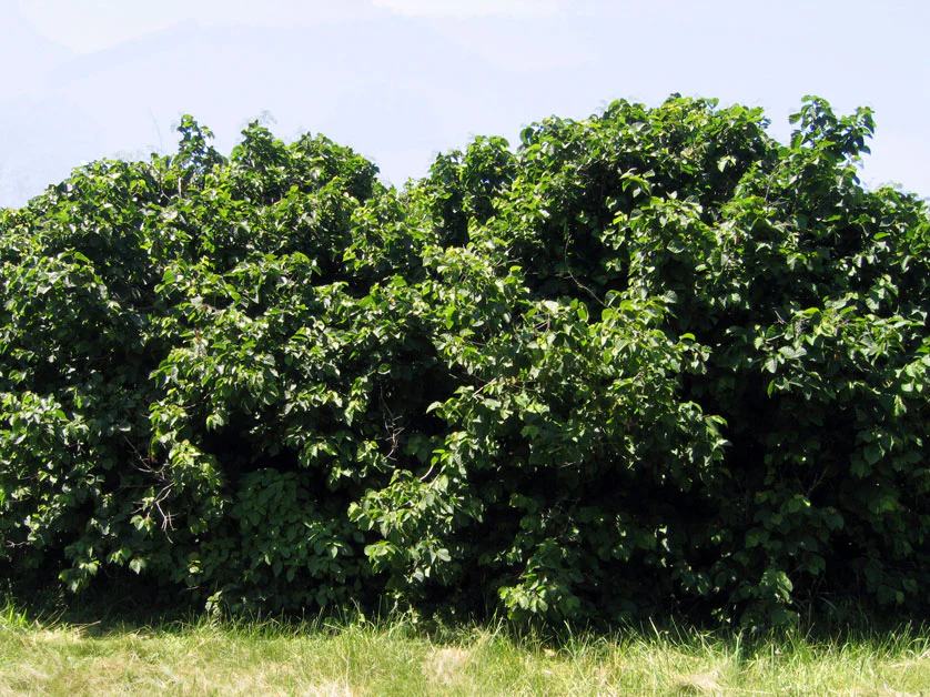 Hazelnut, American (25 per bundle) - Image 3