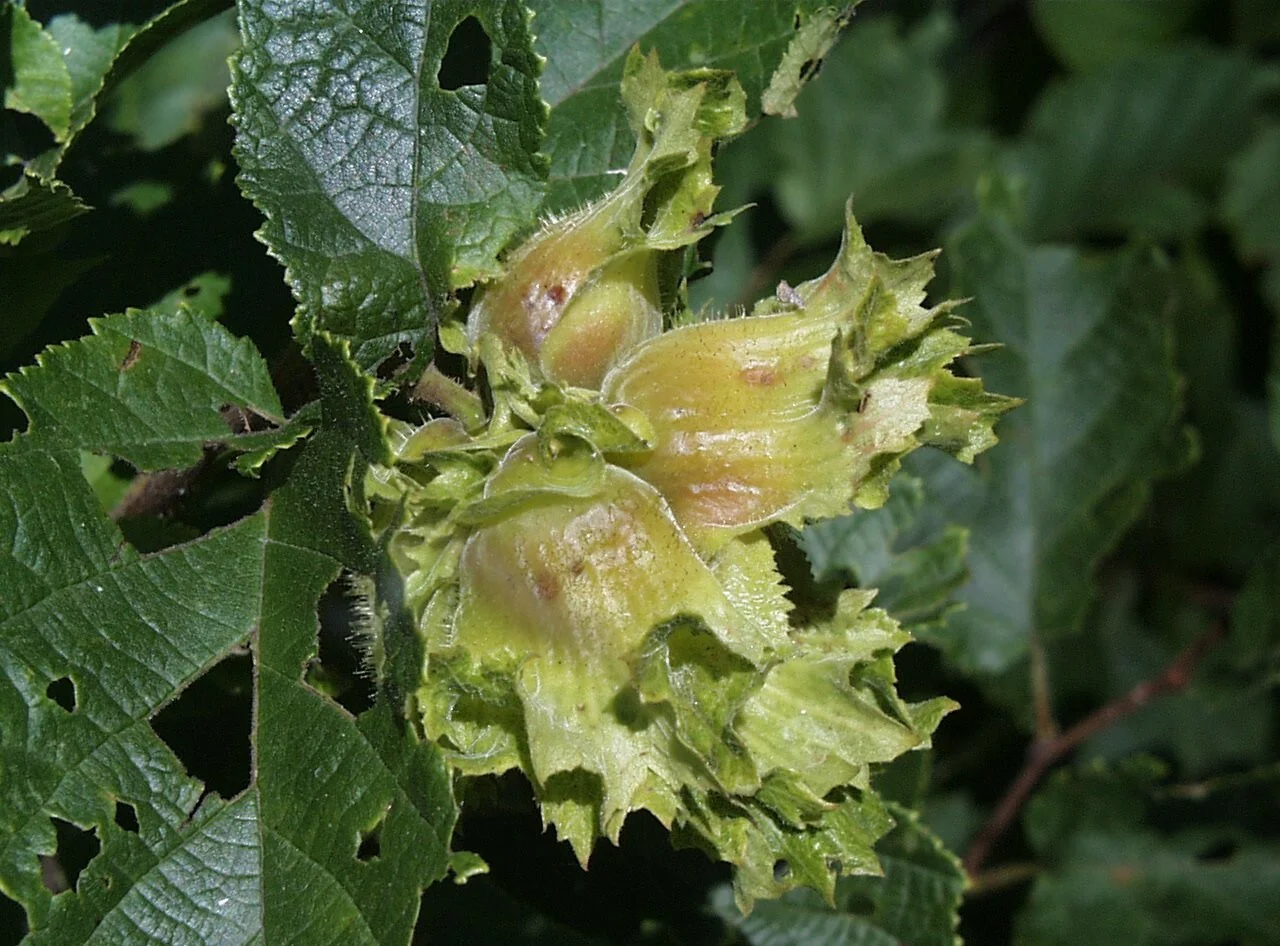 Hazelnut, American (25 per bundle) - Image 4