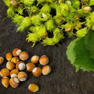 Hazelnut, American (25 per bundle) - Image 6
