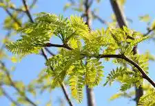 Honeylocust, Thornless (25 per bundle) - Image 3