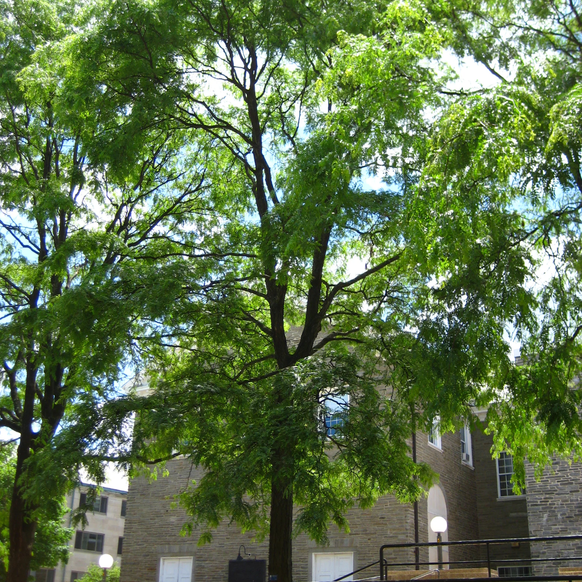 Honeylocust, Thornless (25 per bundle) - Image 4