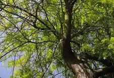 Honeylocust, Thornless (25 per bundle) - Image 5
