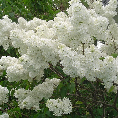 Lilac, White (25 per bundle) - Image 3
