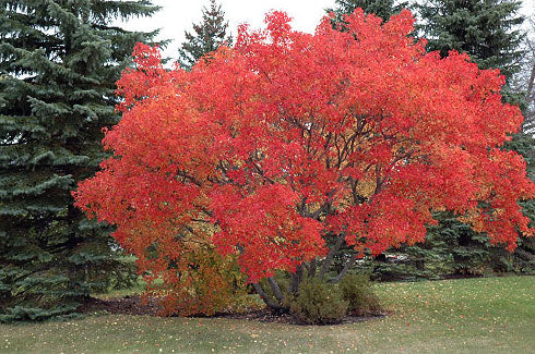 Maple, Amur (25 per bundle) - Image 2
