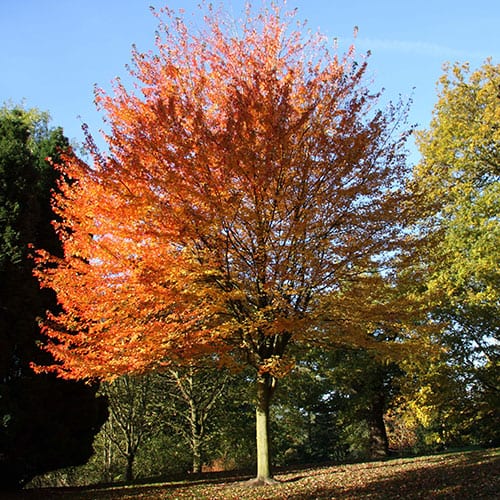 Maple, Rubrum (25 per bundle) - Image 3