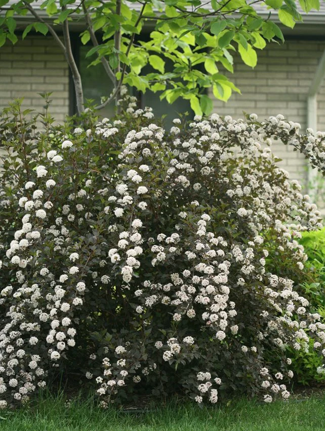 Ninebark, Common (25 per bundle)