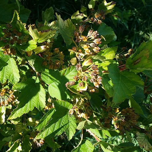Ninebark, Common (25 per bundle) - Image 3